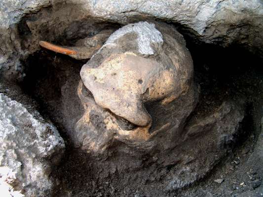 Muitos cientistas consideravam a possibilidade de que havia várias espécies humanas vivendo na Terra há 2 milhões de anos. No entanto, uma nova pesquisa sugere que isso pode não ser verdade. Cientistas trabalhando na Geórgia acreditam que fósseis humanos encontrados na África e na Eurásia podem ter sido parte da mesma espécie, reduzindo os "galhos" de nossa árvore genealógica