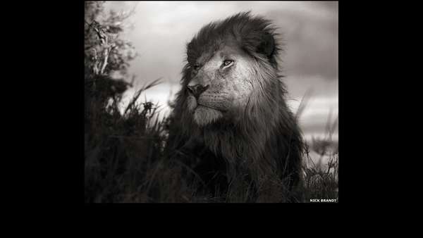 A parte final da trilogia do fotógrafo Nick Brandt, mostrando as paisagens naturais e a vida selvagem do leste da África está exposta na Atlas Gallery, em Londres. Acima, leão em Maasai Mara