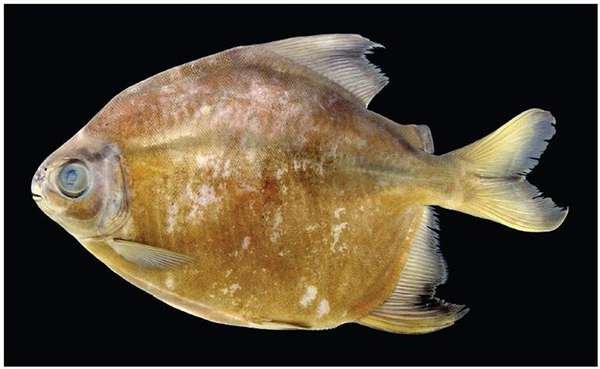 Uma piranha vegetariana (Tometes camunani) está entre as mais de 400 novas espécies de animais e plantas descobertas nos últimos quatro anos na floresta amazônia. Seu habitat, no Pará, está sendo ameaçado por projetos hidrelétricos e atividades de mineração que ameaçam a saúde e o fluxo dos rios