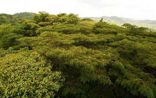 Com mais de 100 hectares de selva tropical preservadas, a floresta de Gamboa fica na cidade que lhe dá nome, junto à capital do Panamá, e é uma das mais belas atrações naturais do país