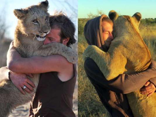 Uma leoa vivendo em seu selvagem habitat natural desenvolveu um laço afetivo com dois homens que a resgataram quando ainda era filhote