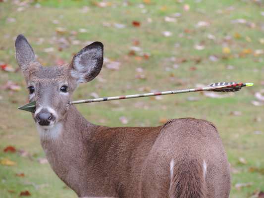 Biólogos encontraram um veado que teve a cabeça atingida pela flecha de um caçador no Estado americano de Nova Jersey. O jovem animal teve tranquilizantes aplicados para acalmá-lo e possibilitar a remoção do artefato. O alerta foi dado por uma moradora de Rockaway, que recebeu repetidas visitas do veado em seu quintal