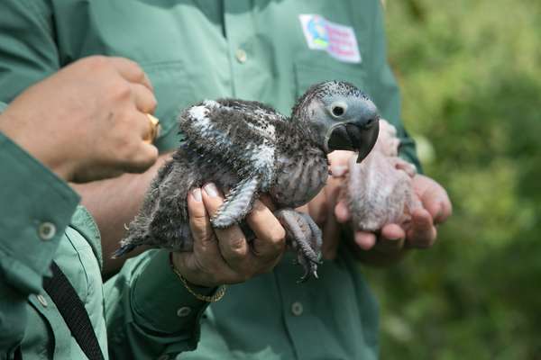 O projeto de preservação da arara azul está completando 24 anos e tirou a ave da lista de animais em extinção no brasil.
