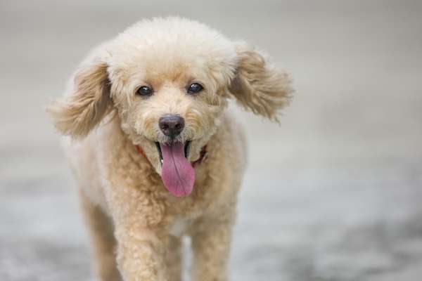 1) PoodleCampeão em popularidade, o Poodle é também considerado o segundo cão mais inteligente do mundo, sendo dono de uma grande capacidade de compreensão e obediência. Leais e carinhosos, os cães da raça precisam de bastante atenção para evitar a tristeza, e são ótimos companheiros para crianças