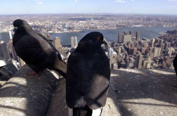 New York, la ciudad que representa el orgullo y la cultura estadounidense y que se ha convertido en el imán de dicho país para atraer a miles de personas a lo largo del mundo. El 2 de febrero, será pr vez primera sede del Super Bowl