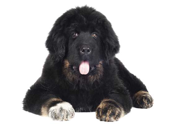 O Mastim (ou Mastiff) Tibetano é o cachorro da raça vendida pelo maior preço já registrado no mundo: em 2011, um comprador chinês pagou a bagatela de R$ 2,5 milhões por um exemplar do animal