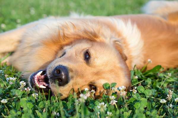 Em meio às altas temperaturas do verão, os cães precisam de cuidados especiais para não sofrerem com a sensação de calor provocada pelos dias quentes típicos da estação