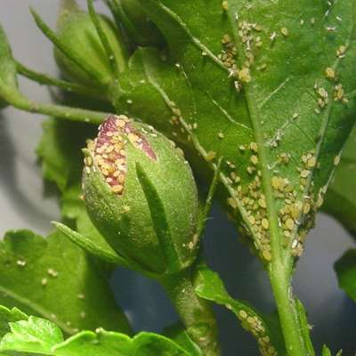 O pulgão é uma das pragas mais comuns em jardins e hortas. Ele prefere plantas mais jovens. Pode ser combatido com um preparado de folhas de losna. É só ferver 30g de losna em um litro dágua, diluir em mais dez litros e aplicar sobre o espécime contaminado