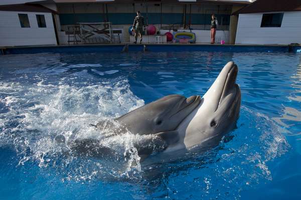 Golfinhos brincam durante treinamento militar no oceanário estatal de Sebastopol, na Crimeia, neste domingo, 30 de março