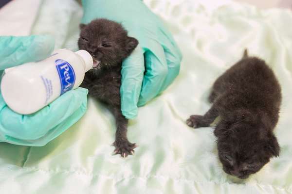 Eles estão recebendo atendimento 24 horas por dia no centro veterinário