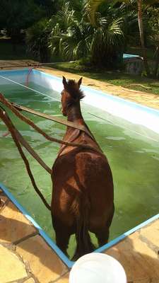 Um cavalo caiu na piscina de uma propriedade rural localizada na rua Paolo Sabatini, no bairro Paisagem Colonial, em São Roque, no interior de São Paulo