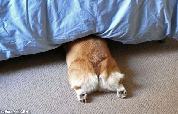 Veja fotos de nova mania da internet: bumbuns de cachorros