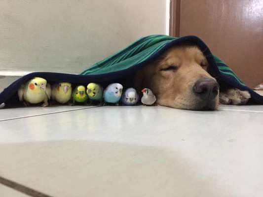 Bob dorme ao lado dos companheiros