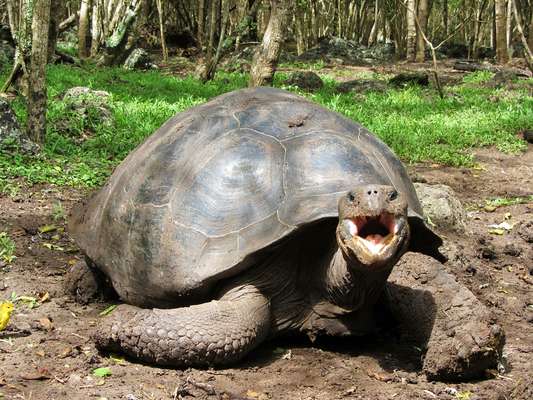 Tartaruga-das-galápagos - O animal mais conhecido do arquipélago são as tartarugas gigantes, consideradas as maiores terrestres existentes no mundo. Elas são encontradas em diversas ilhas das Galápagos e cada espécie tem suas diferenças, devido ao isolamento em seu habitat