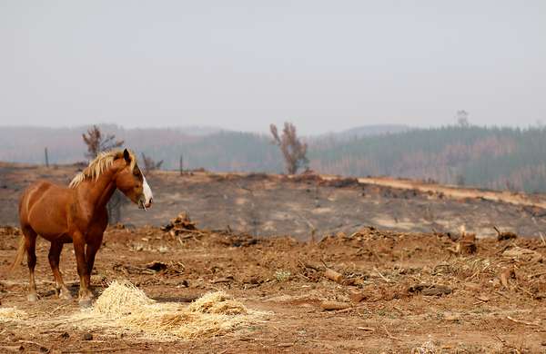 Los animales han sido las víctimas más afectadas por los incendios forestales, ya sean silvestres, mascotas o ganados. Las víctimas fatales se cuentan por cientos, pero también son miles los que han ido en su ayuda.