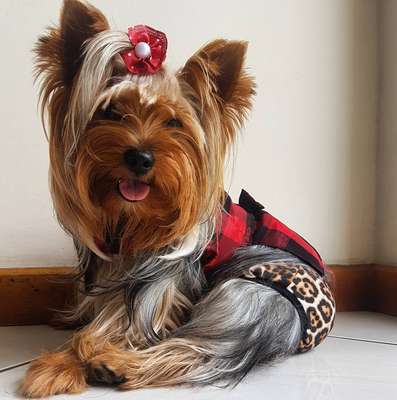 Pets também se destacaram nos Carnavais pelo Brasil