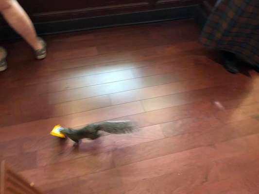 Roubo na Disney - Esse esquilo invadiu uma loja em pleno parque da Disney, na Flórida, e saiu andando com um pacote de M&M's na boca como se fosse a coisa mais comum do planeta. Ele ignorou completamente os humanos tentando expulsá-lo da loja, indicando que não é a primeira vez que o bicho comete este grave crime