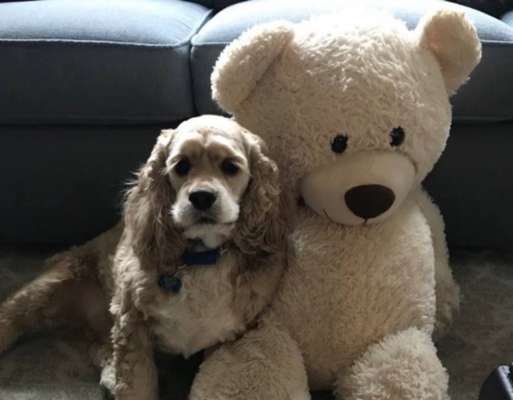 Animais inseparáveis - O cãozinho Habs e um urso de pelúcia branco são melhores amigos e não se separam nem quando o bichinho de brinquedo precisa de um banho. Certo dia, Habs ficou parado em frente à máquina de lavar e à secadora enquanto o amigo era lavado. A preocupação foi tanta que, durante a noite, o cachorro 'sonhou' que a pelúcia estava em apuros. Assista ao momento aqui.