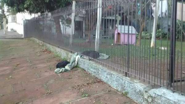 Altruísmo - Não basta apenas ser amigo dos seres humanos - é preciso também ajudar os seus semelhantes! Foi o que ocorreu com a cadela Lana, que se deparou com um vira-lata do outro lado da grade do quintal da casa em que vive. Ela não teve dúvida: levou seu cobertor até perto dele para que pudessem dividi-lo em uma noite de frio; leia mais aqui