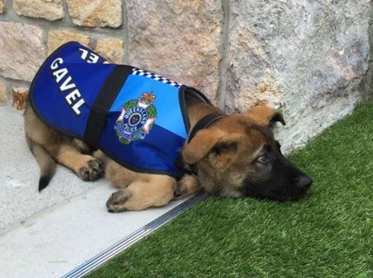 Dócil demais - O cachorrinho Gavel foi reprovado no treinamento da polícia de Queensland, na Austrália, por ser fofo demais. Mesmo com a reprovação, o cãozinho recebeu uma nova função: receber os visitantes no Palácio do Governo de Queensland. Ele ganhou o título de 'primeiro-cão oficial vice-régio da província' e é visto frequentemente com um colete que leva o emblema do governo