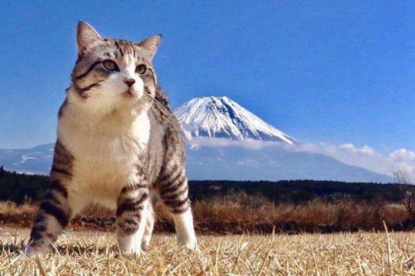 Conheça Nyankichi, o gato mais fotogênico do mundo - O gatinho acompanha o dono em viagens pelo Japão e tem um talento natural para sair bem nas fotos, que são compartilhadas com mais de 80 mil seguidores no Instagram.