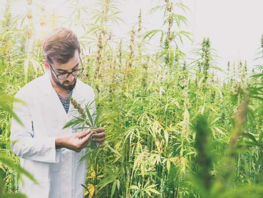 Legalização da Maconha para uso medicinal agora é permitida no Brasil. Entenda