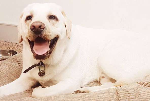 Boas vindas caninas - Senhor Walker é um labrador que foi contratado por um hotel para dar as boas vindas aos clientes e acompanhá-los em caminhadas.