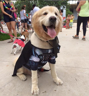 Bloquinhos para pets: leve seu amigo para a folia!