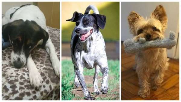 O que revelam algumas expressões faciais dos cães? - Reportagem do E+ pediu ao especialista em Linguagem Não Verbal e Micro Expressões Faciais Armando Moucachen de Sant'Anna uma análise do rosto de alguns cachorros para descobrir as emoções que os pets estão sentindo.