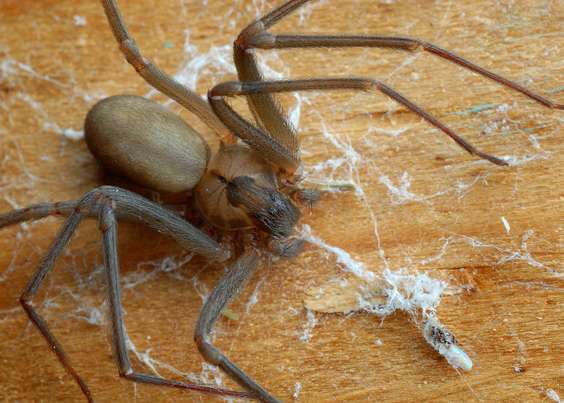 Aranha Caseira Pode Provocar Necrose Veja Como Se Proteger