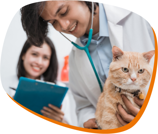 Assistência Pet veterinário usando um estetoscópio segurando um gato