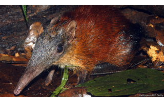 Cientistas estudam segredos de mamífero mais rápido do mundo