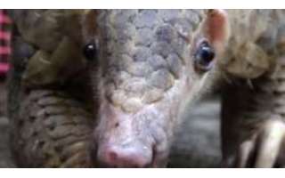 Santuário na Libéria resgata pangolins, mamíferos mais traficados do mundo