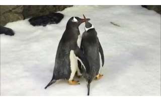 pingüinos