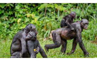 A vida sexual dos bonobos, os macacos 'feministas' - BBC News Brasil