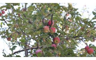 Por que a maçã não pode ter sido 'o fruto proibido de Adão e Eva', segundo  a ciência - BBC News Brasil