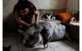 Rosângela dos Santos Lara acaricia sua porca, Lilica, em sua casa em Peruíbe, litoral de São Paulo