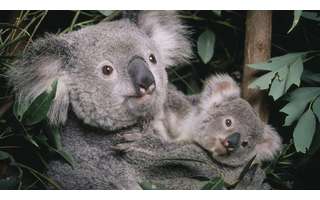 Coalas estão ameaçados de extinção, diz Austrália - BBC News Brasil