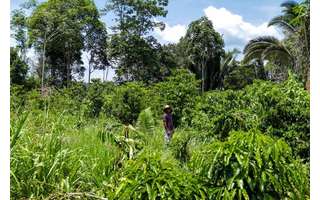 Sul do Amazonas tem visto alta do desmate diante do avanço da fronteira agropecuária