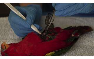 Veterinários do zoológico de Chester coletam amostra de tecido de um lóris-amor-amor, ave tropical ameaçada