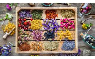 Utilize o poder das plantas e das ervas para desenvolver a espiritualidade – Shutterstock