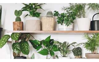 12 plantas para os cantinhos mais escuros da sua casa