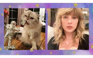 Meredith, Olivia e Benjamin: qual gato da Taylor Swift você seria? Faça o  quiz! - Purebreak