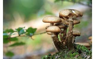 Psilocybin is a naturally occurring psychedelic compound found in mushrooms. 