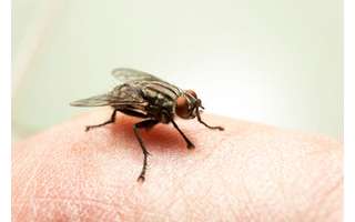 Fly virus: Learn about symptoms and how to avoid contamination