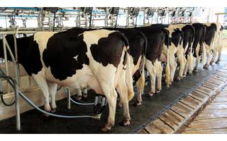 Confinamento em massa de vacas leiteiras 