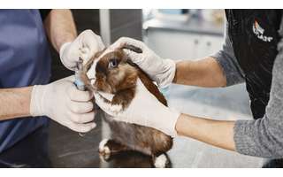 The UK government has allowed animal testing for cosmetics after a 25-year ban