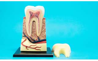 Stem cells in the pulp of the tooth can treat diseases.  look -