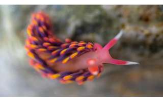 Rare rainbow slug discovered by UK volunteers