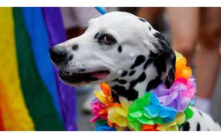 A dog at the gay parade in Dublin (Ireland)